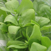 Cultivated golden purslane